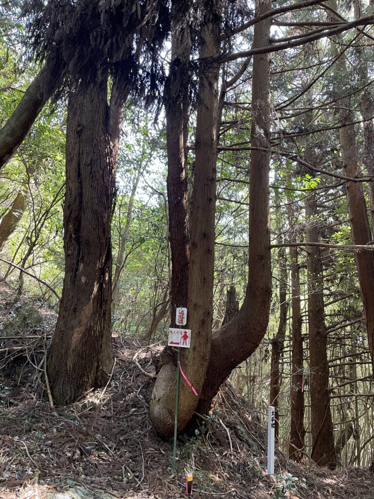 杉木立とへんろ札