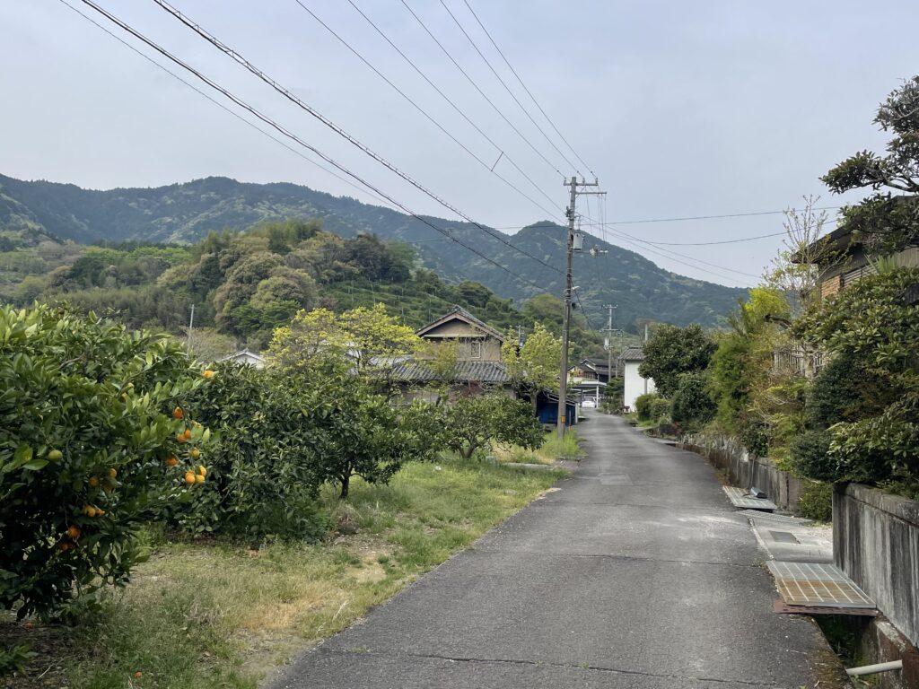 ミカン畑を通って山へ向かう