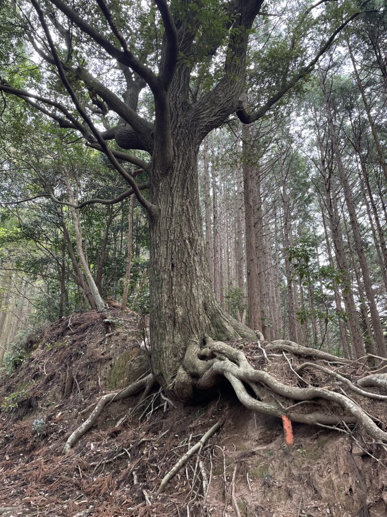 根っこが露出している木