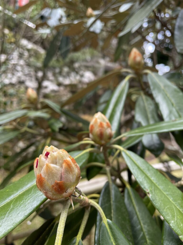 シャクナゲの蕾