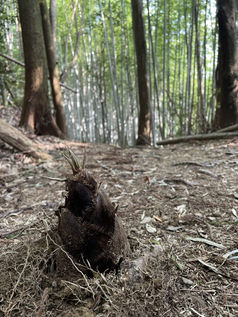 道に生えたタケノコ