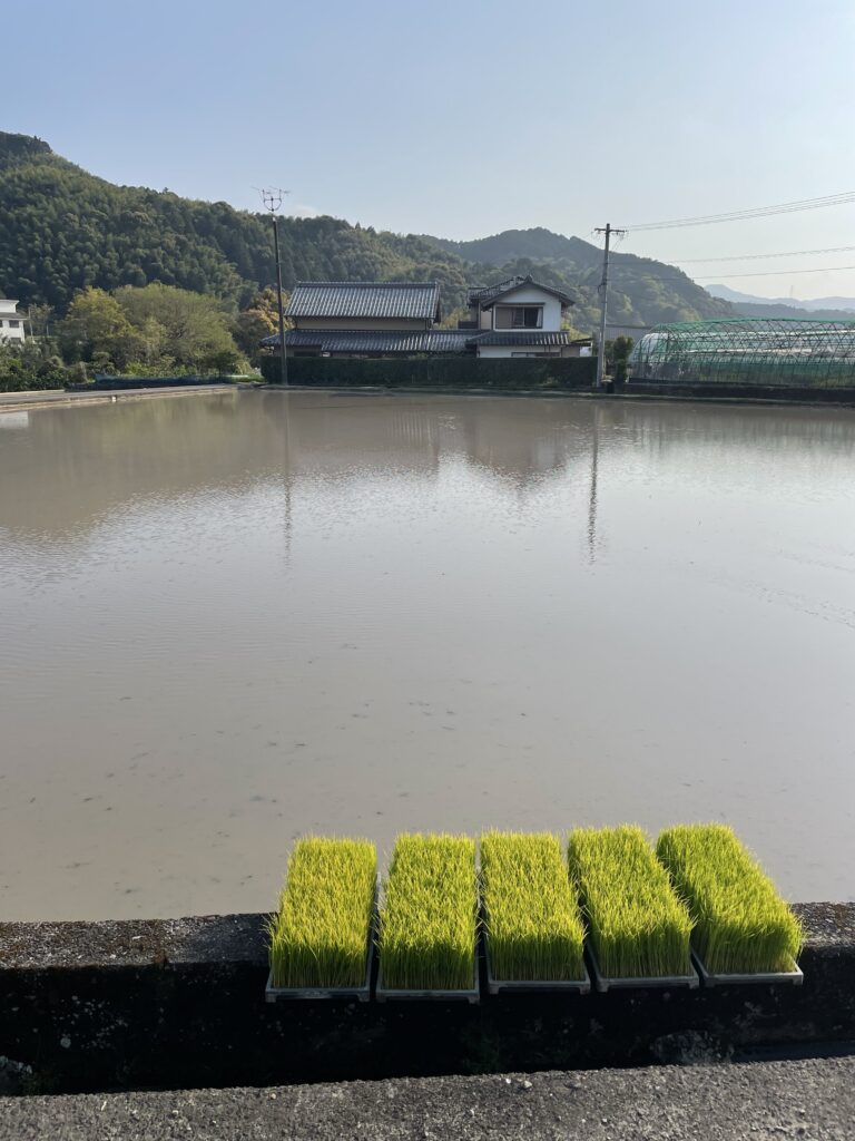 稲の苗と水の張られた田んぼ