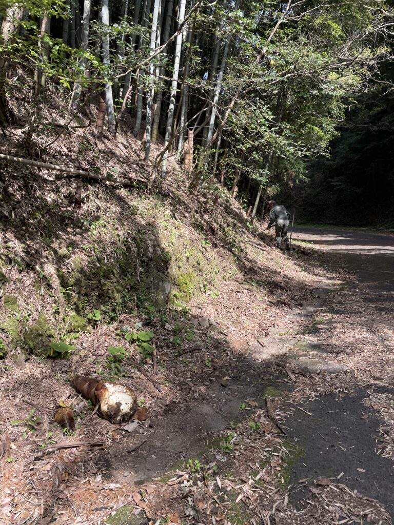 タケノコを掘っているところ