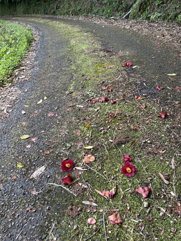 道路に落ちた椿の花