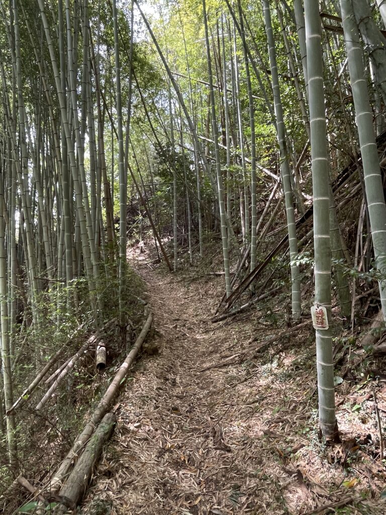 竹林の道