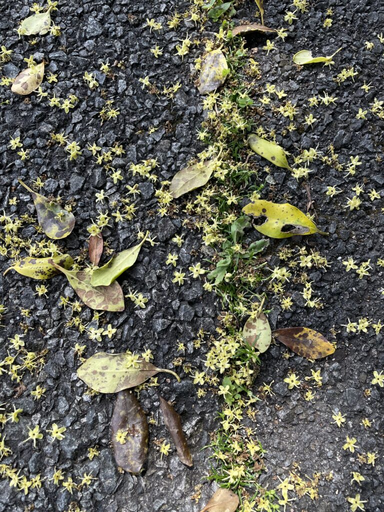 アスファルトに散る花