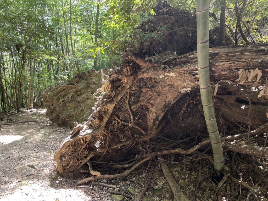 倒木が馬の顔に見えた