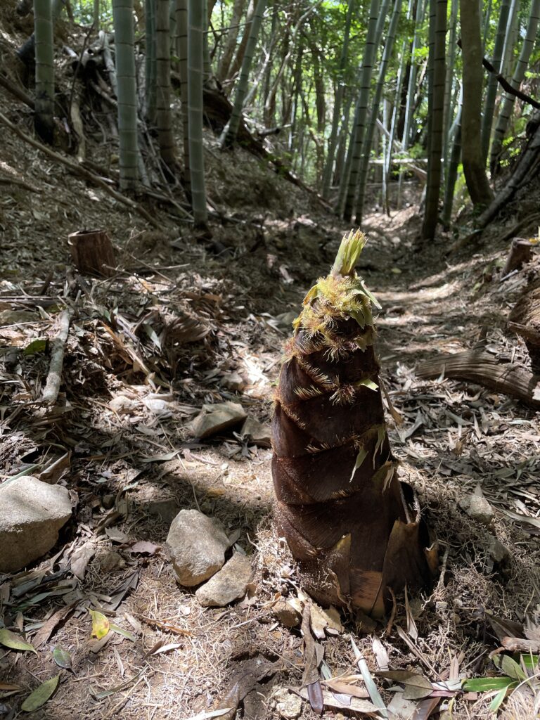 遍路道のタケノコ