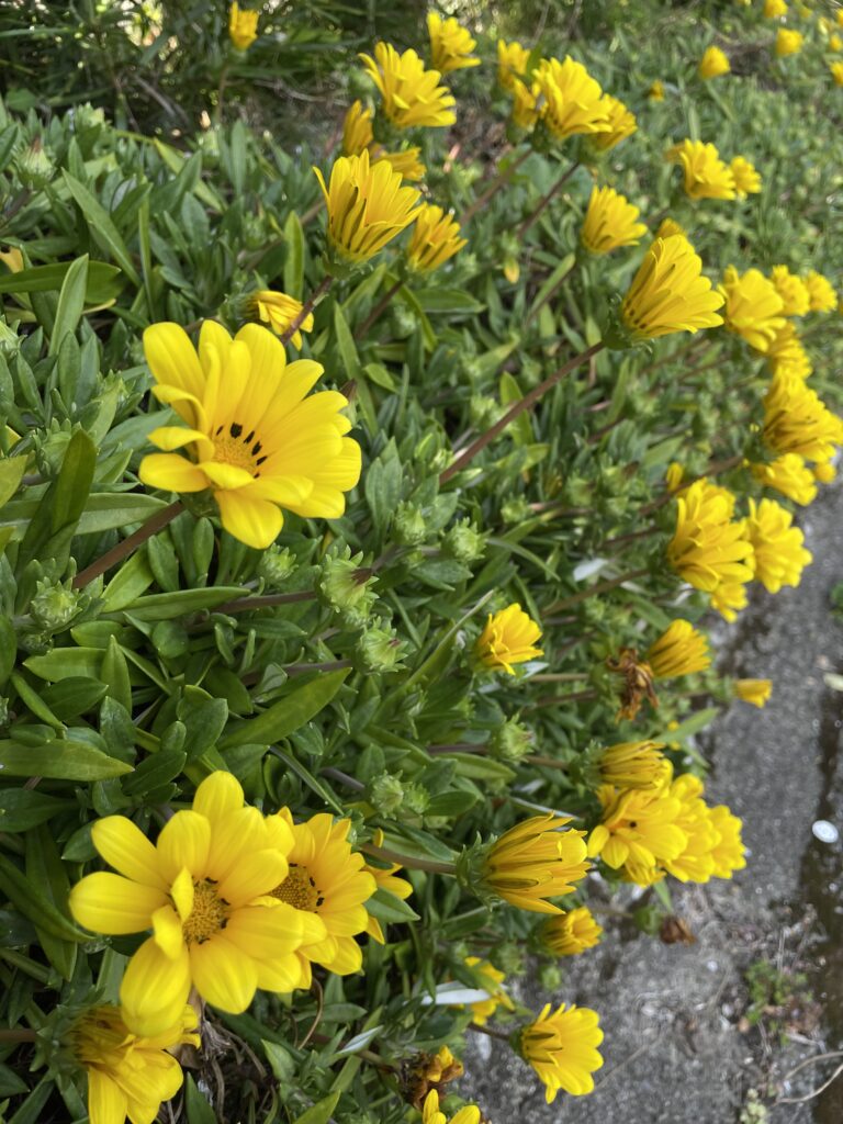 ジャノメクンショウギク