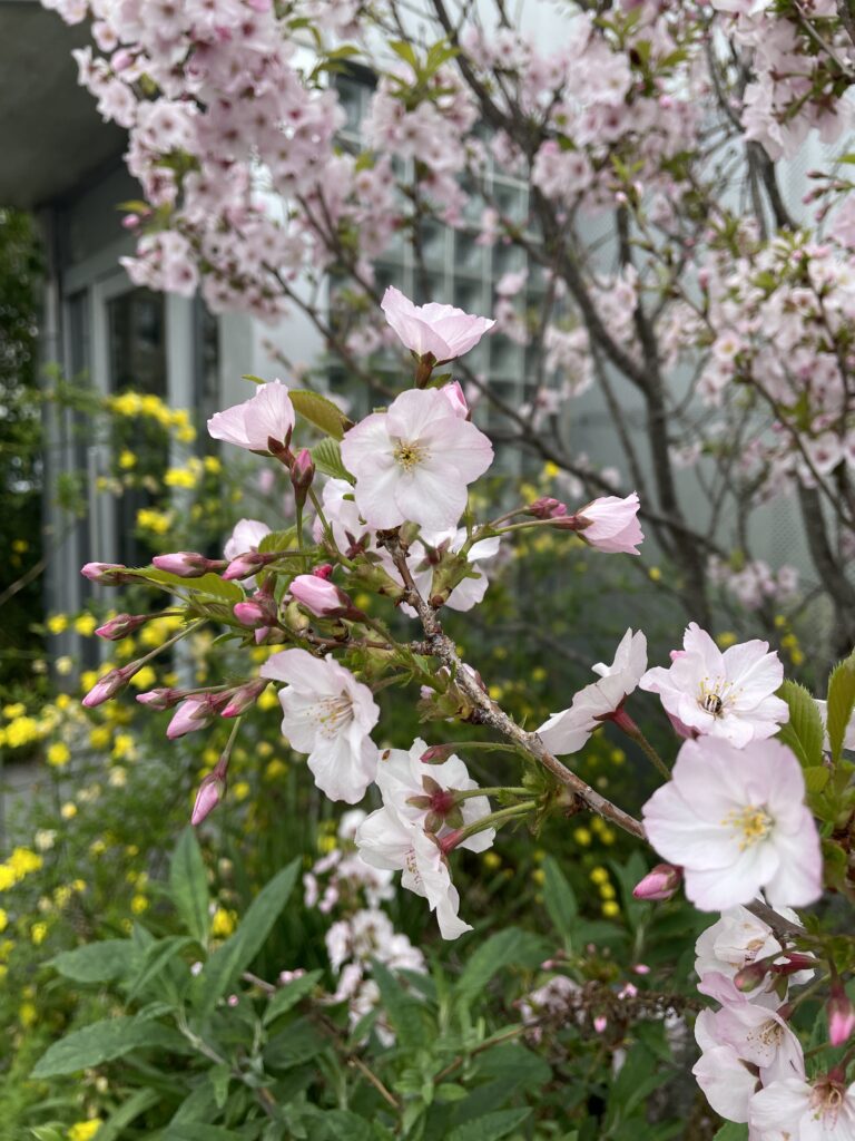 満開の桜