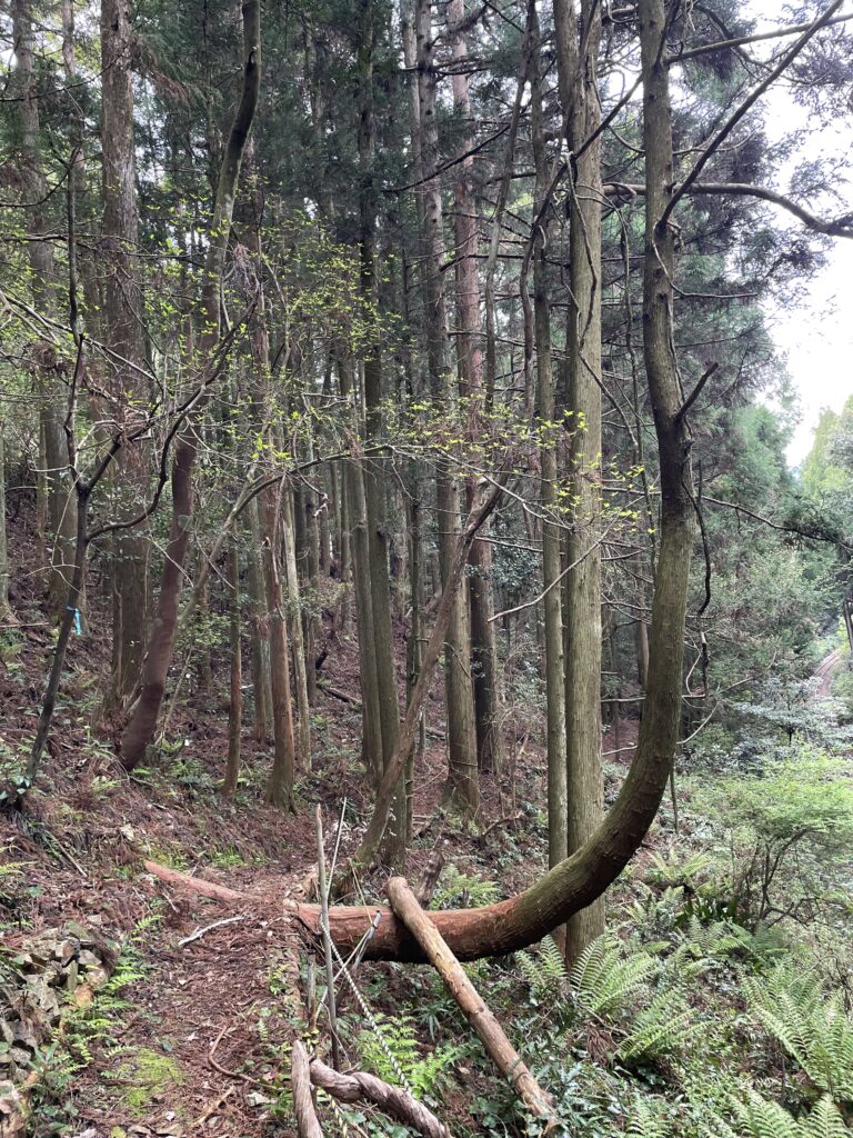 曲がって伸びた杉の木