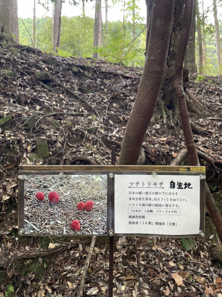 ツチトリモチの紹介