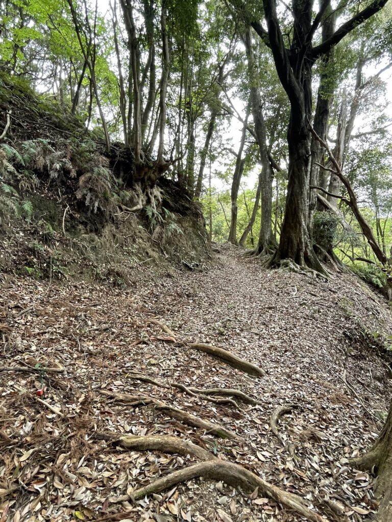 木の根っこがせり出した道