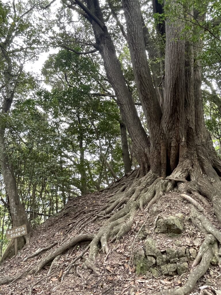ビューポイントの登り口