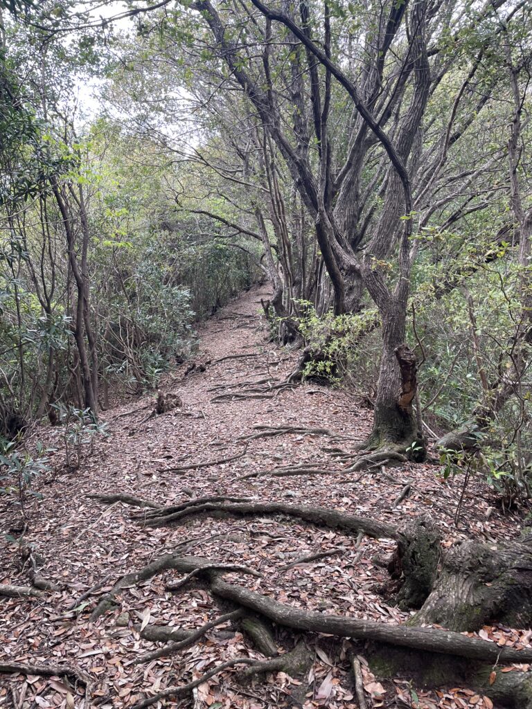 平らな道が続く