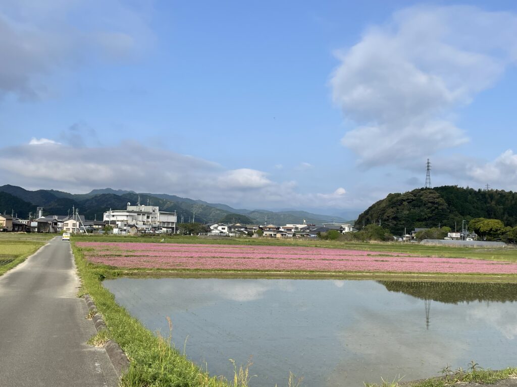蓮華畑