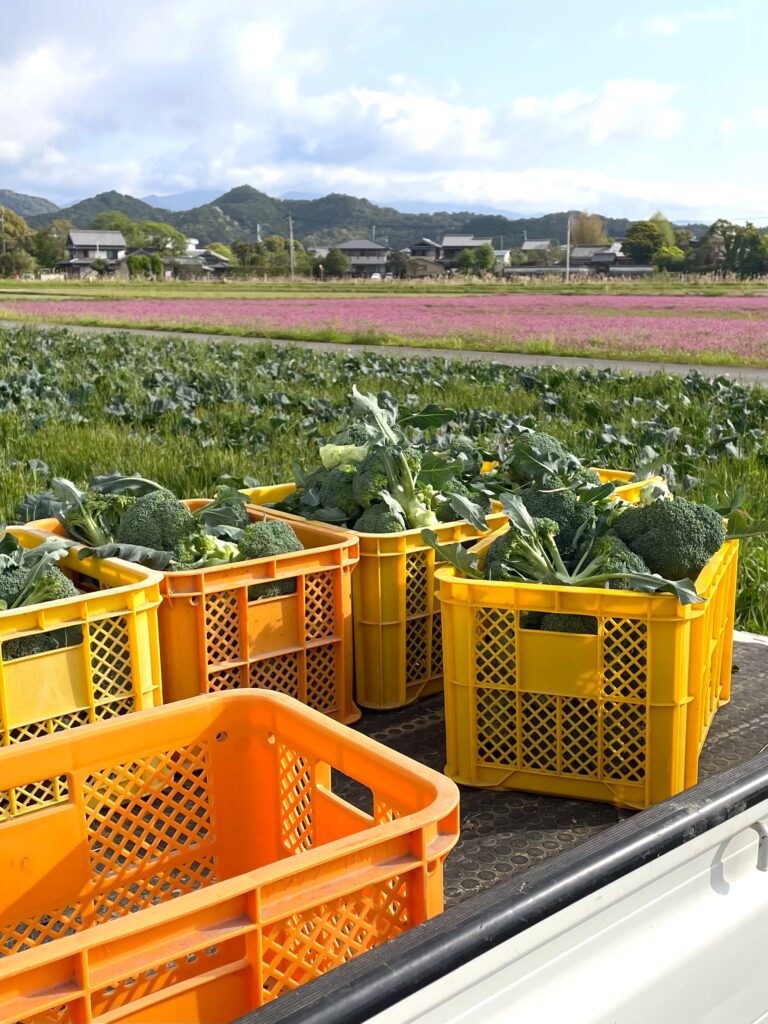 ブロッコリーの収穫