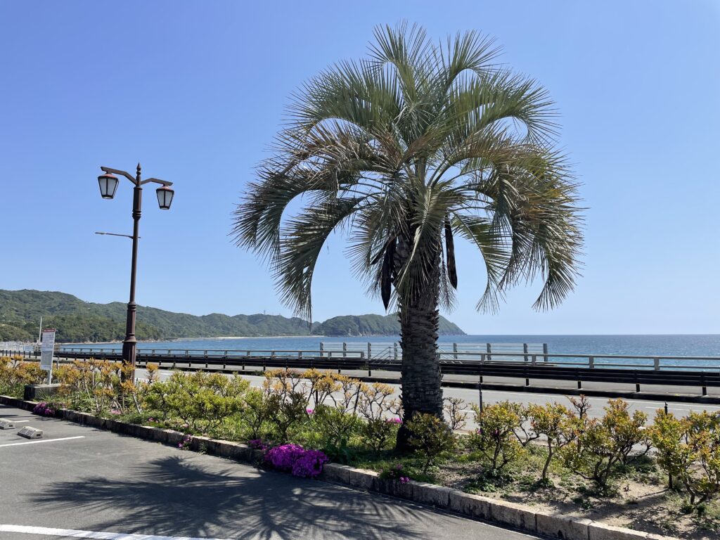 太平洋と椰子の木