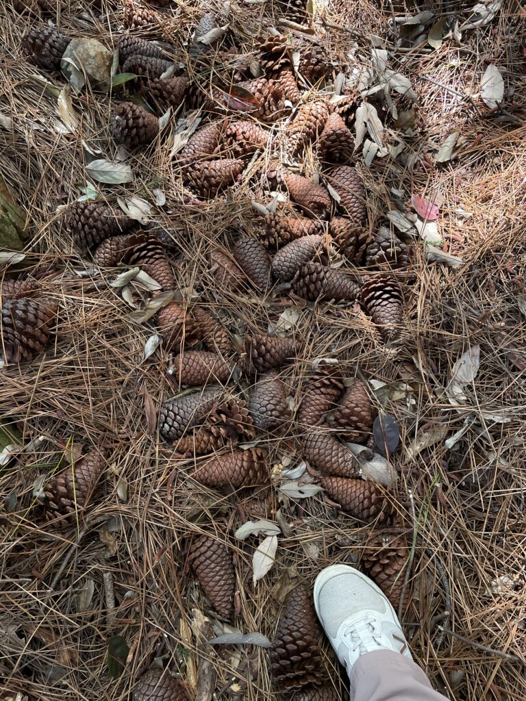 大量のまつぼっくり