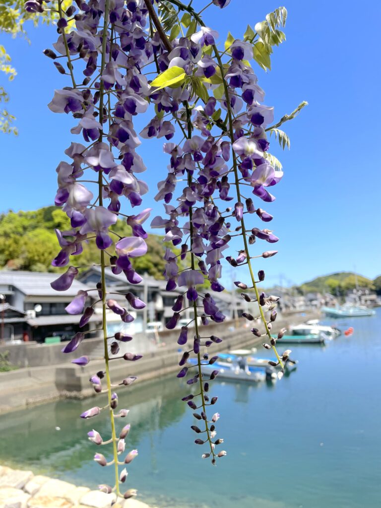 藤の花と船着場