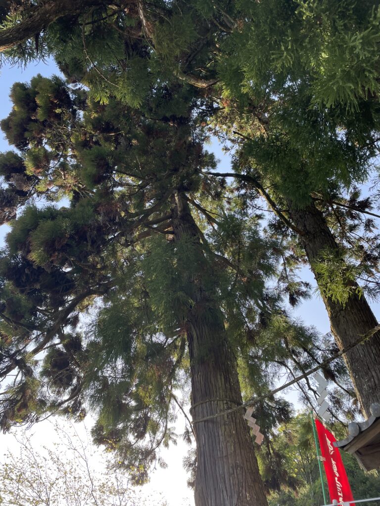 天を突く杉の大木