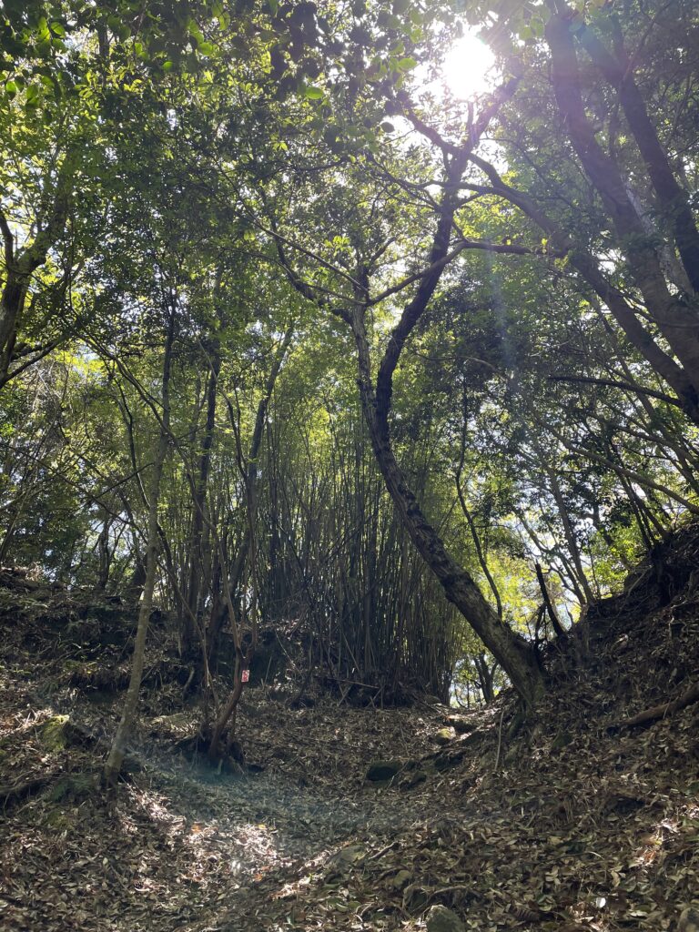 森の中に小さく見えるへんろ札