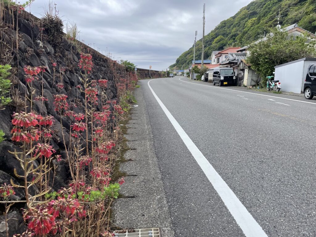 道端の赤い花