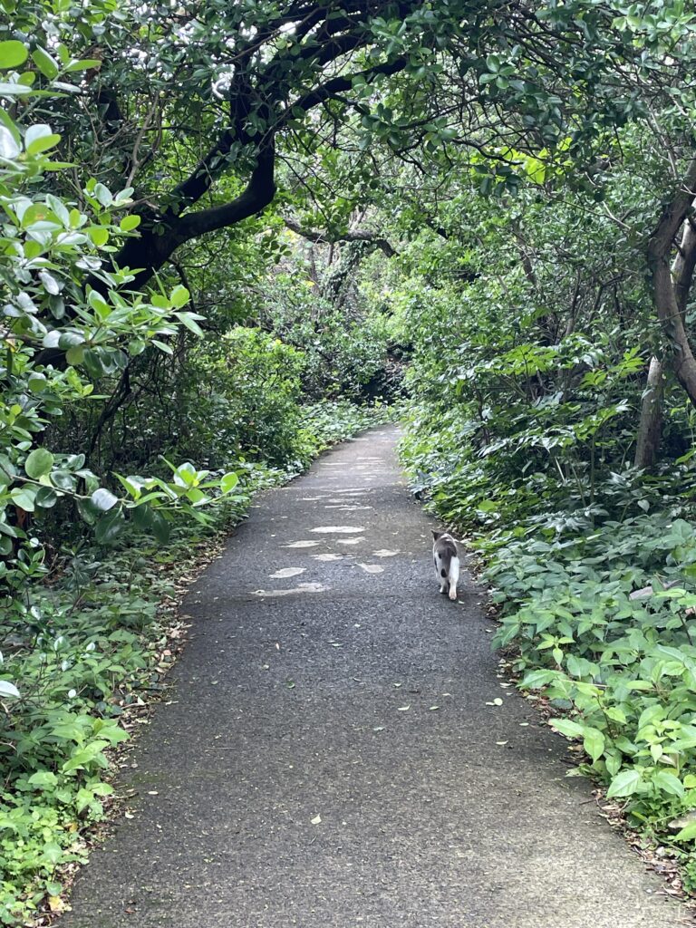 遊歩道に猫がいた
