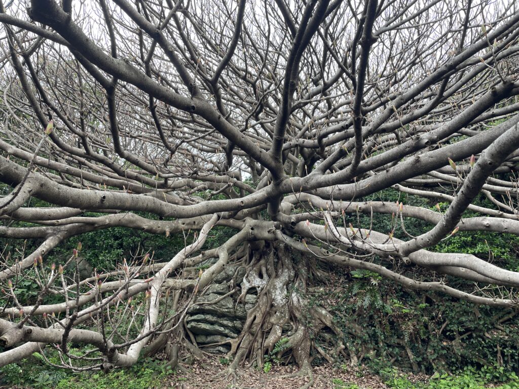 アコウの木