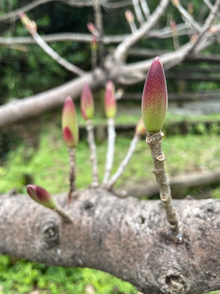 アコウの新芽