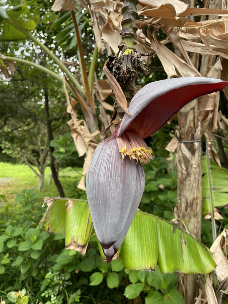 バナナの花