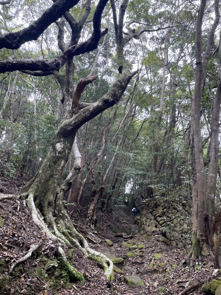 石垣がたくさん