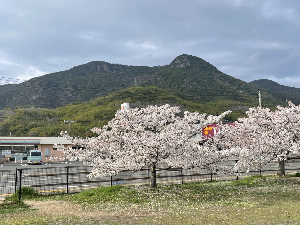 満開の桜と皇踏山
